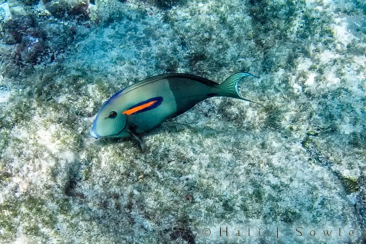 2009_10_07_Hawaii-10515.jpg - An Orangebar Surgeonfish at Kahalu'u beach.