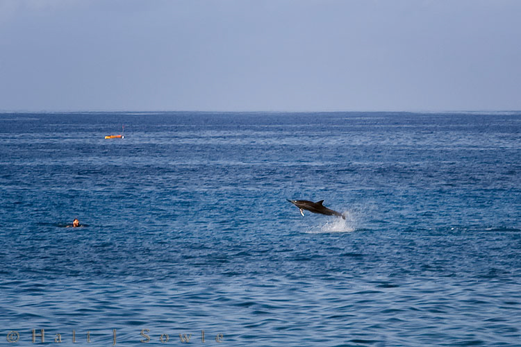 2009_10_08_Hawaii-10043.jpg - Although this swimmer wasn't one of the triathletes we saw in Kona (you can see the buoy for the turn around point behind him) he did swim out from near where we were having breakfast and he seemed a bit startled to have the dolphin breach so close to him.