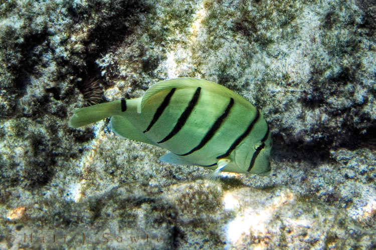2009_10_08_Hawaii-10075.jpg - A Convict Tang at Kahalu'u beach.