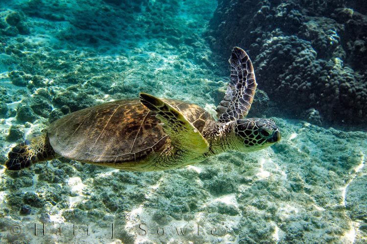 2009_10_08_Hawaii-10111.jpg - A young turtle coming up for air.  I am assuming this is a young turtle due to the lack of scars, barnacles or  any crusting on it's shell.