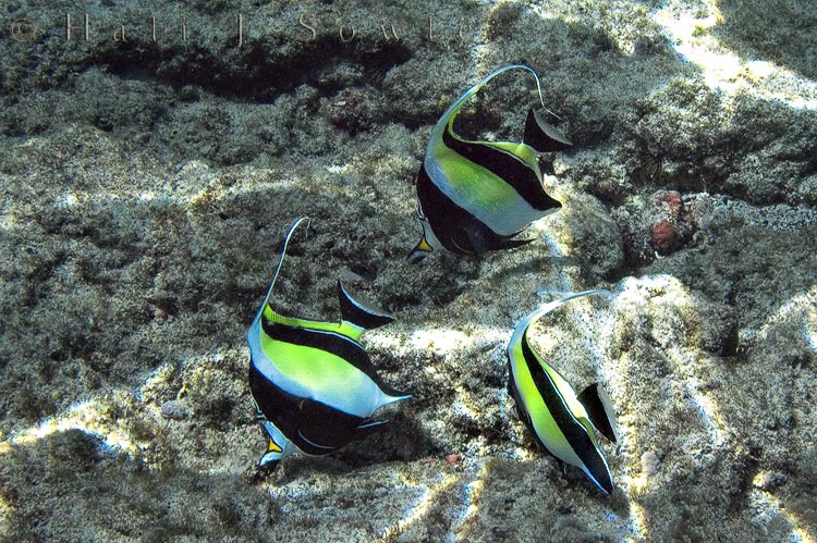 2009_10_08_Hawaii-10151.jpg - A trio of Moorish idols working the reef for food.