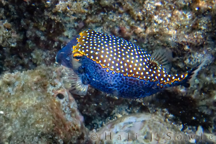 2009_10_08_Hawaii-10575.jpg - A male spotted boxfish. This just goes to show you that in the fish world (like in the bird world) the male is the flashier of the two.  The females are a uniform brown with white spots while the guys are dark blue and have orange markings across the back and eyes.