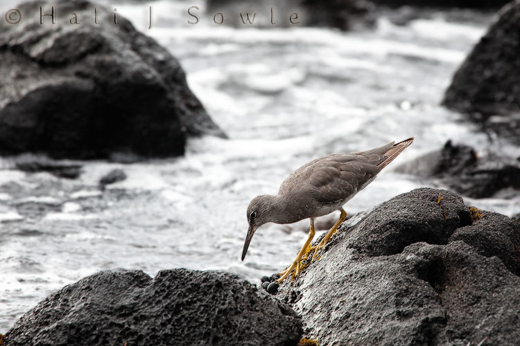 2009_10_08_Hawaii-10664.jpg - I saw this wandering tattler while sitting on the rocks at Kahalu'u beach watching Mike surf.  It seemed to be looking for crabs since the snails at it's feet didn't see to be exciting it very much.  These birds winter in Hawai'i and summer and breed in Alaska
