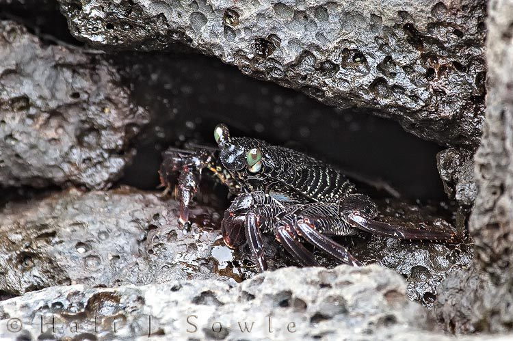 2009_10_08_Hawaii-10739.jpg - These Thin Shelled Rock crab (A'ama) are very skittish.  I had to sit very very still for nearly a half an hour before I could get this shot.  Even slowly bringing the camera to my eye would cause the crabs to skitter away.