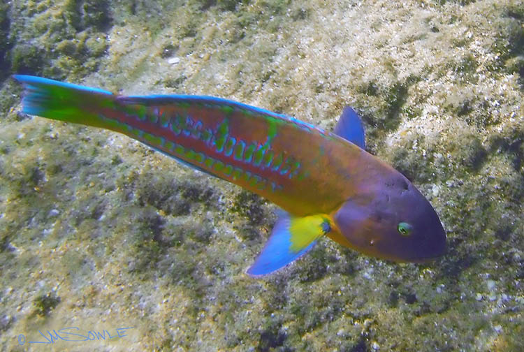 P9300031Adj.jpg - A Christmas Wrasse at Tunnels (Kaua'i).