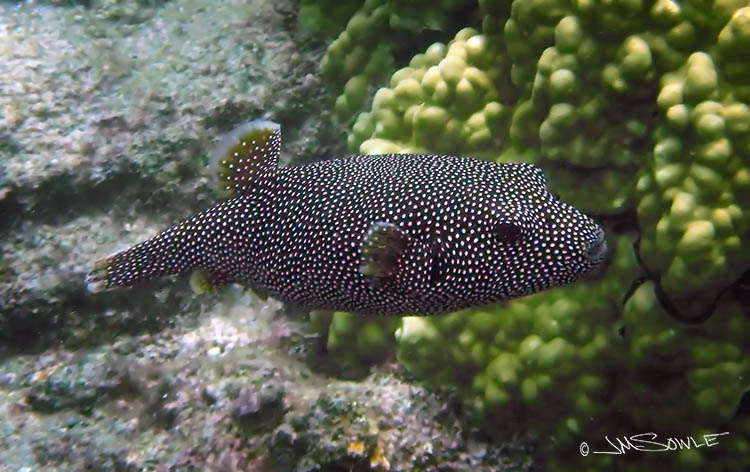 PA040350Adj.jpg - A female spotted boxfish at the Tidepools (near Hilo).