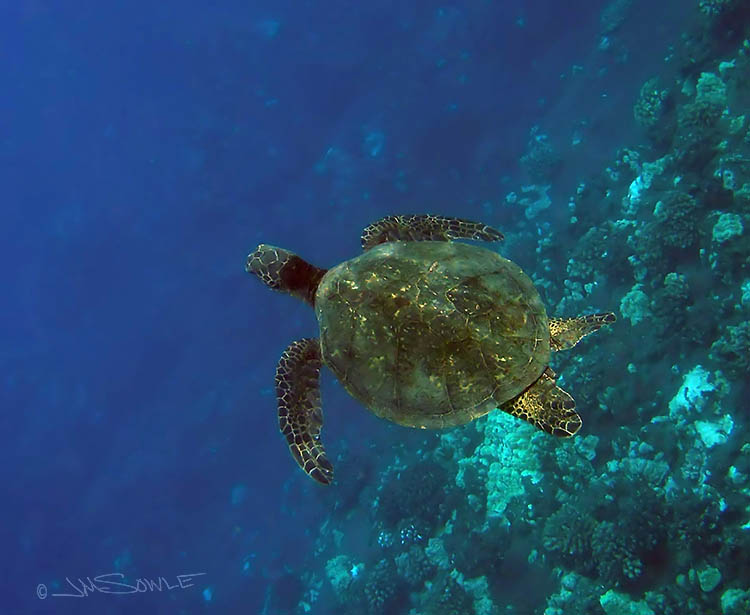PA060057Adj.jpg - A green sea turtle we spotted drifting over the edge of the drop-off at Turtle Reef.