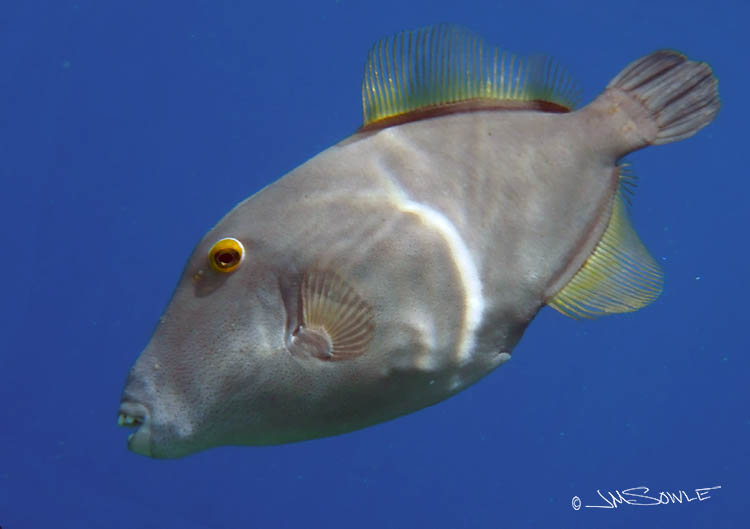 PA060096Adj2.jpg - This was shot at the spectacular Captain Cook monument reef.  I think this is a Barred filefish.