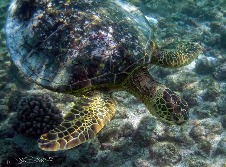 PA070065Adj.jpg - One of many Green sea turtles that we swam with at Kahalu'u beach (Kailua-Kona).