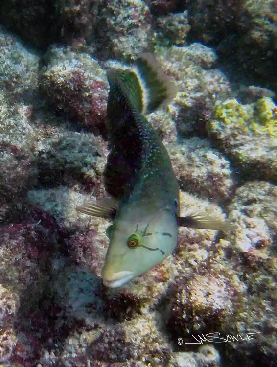 PA070093Adj.jpg - Uknown fish at Kahalu'u beach (we think it's some kind of Coris).