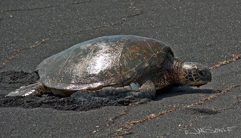 _DSC0088.jpg - A green sea turtle making it's way up the beach head at the black sand beach of Punalu'u.  There were many turtles coming and going.  We snorkeled a little, but the water clarity was spotty. The black sand beach felt like an oven.  Maybe that makes for a good turtle egg incubator!