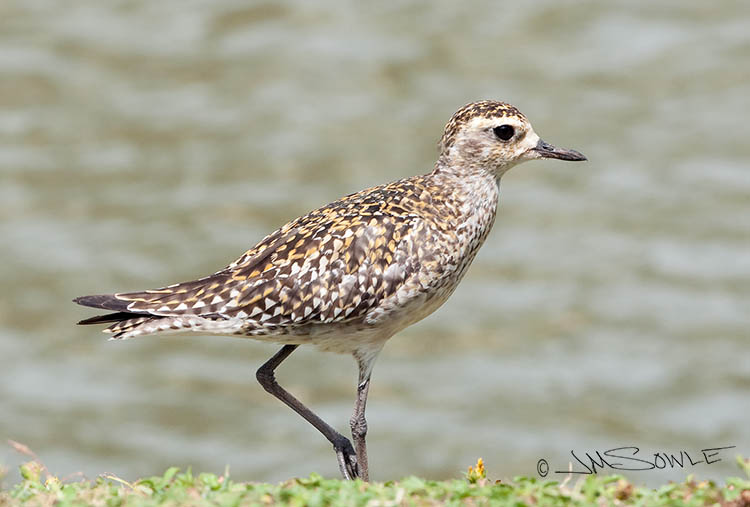 _MIK0052.jpg - The Pacific golden plover is considered a migratory species here in Hawaii.  These birds could be seen at most of the beach areas, but this shot was taken in front of a little pond at the Kaua'i Hilton in Lihue.