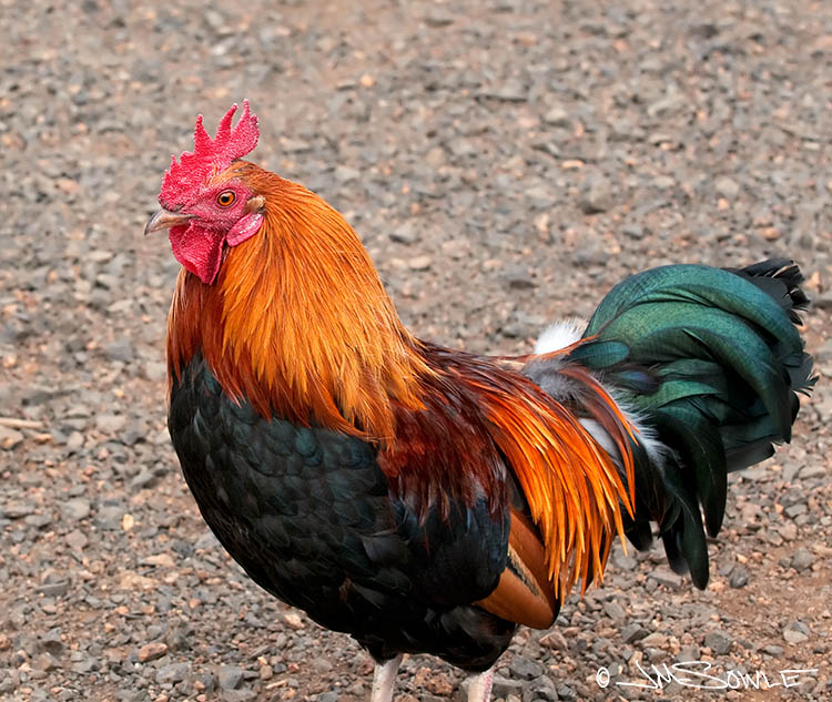 _MIK0192.jpg - This is one of the beautiful (but noisy) wild roosters of Kaua'i.  This one was photographed during our trip out to Waimea Canyon.  Wild chickens and roosters roam all of the Hawaiian islands.  However, Kaua'i is the only one of the islands that has a problem controlling the population (apparently due to a Hurricane in 1992 that blew apart many chicken coops).  There are also no Mongoose on Kaua'i to control their populations.  Of course, the other islands have nothing to limit the Mongoose population!  We did not find the chickens to be a problem, but the roosters crow a lot!  We had a very good room (at the Hilton) and were not bothered by them. However, I could see how locals could grow to hate them.