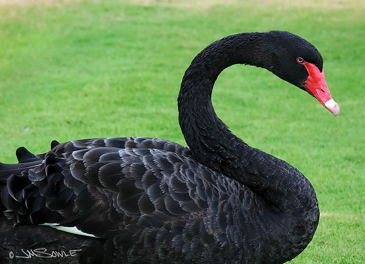_MIK0265_2.jpg - A groggy Black swan at the Kaua'i Hilton (around 7 AM).  The literature I found online indicates this is an Australian bird.  This fella is lost!  One web page indicated these birds are rare in Hawai'i, but another web page offered them for sale in Hawai'i.  :-)