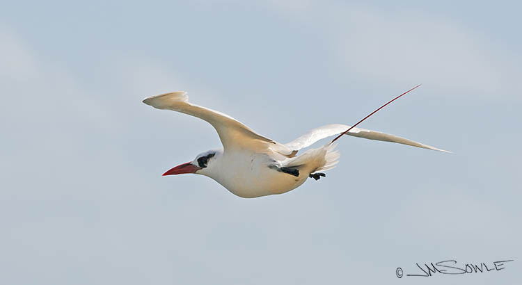 _MIK0441.jpg - A red-tailed tropicbird at Kilauea lighthouse.