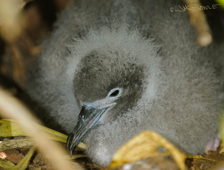 _MIK0469.jpg - This little chick was nesting in the rocks at the Kilauea lighthouse.  Judging from the shape of the beak, we are guessing this is a frigate bird chick.  Please correct us!