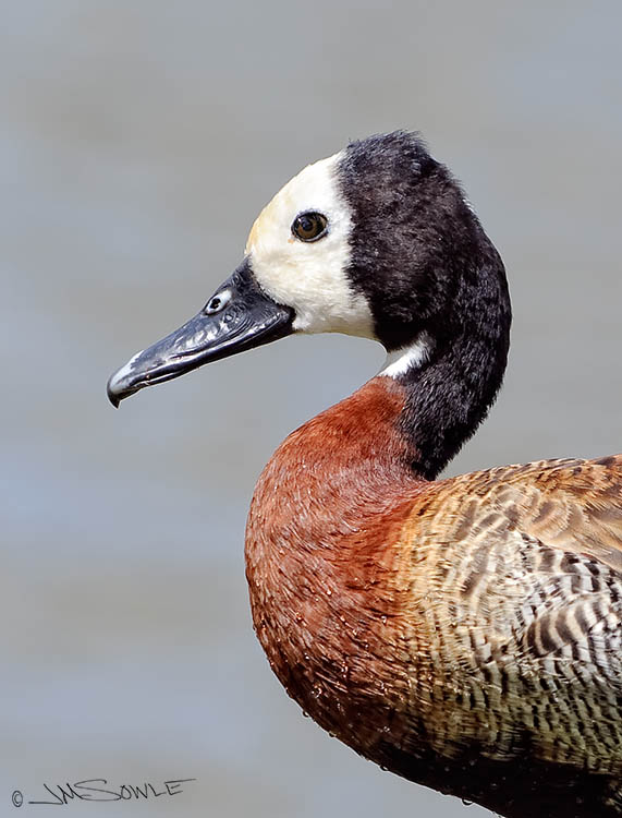 _MIK0997.jpg - I'm not sure, but I think this White-faced Whistling-duck is a long way from home.  The information I found indicates their home turf is South America or Africa.  These are supposed to be noisy birds but with all of the wild roosters around we didn't even notice them.  This was taken on the grounds of the Kaua'i Hilton.
