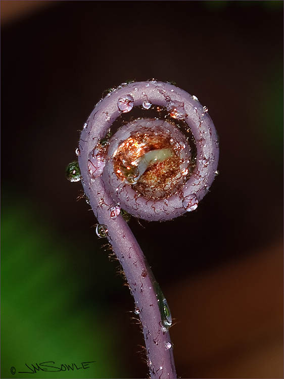 _MIK1079.jpg - An early morning shot taken during a walk near the Volcano House 'resort', in the town of Volcano (on Hawai'i -- the big island).
