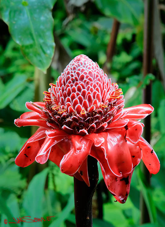 _MIK1164_2.jpg - This odd looking bud is a Torch ginger plant ('Akaka Falls state park).  The fragrant and interesting looking flower really draws your attention.  When you look closely, you notice that it is absolutely covered in fruit flies!  Blah!!