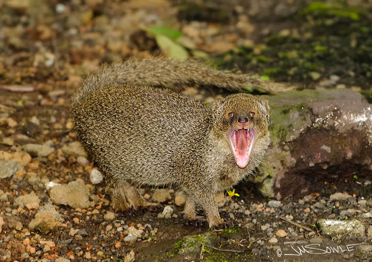 _MIK1274.jpg - Indian Mongoose are everywhere on Hawai'i.  At first I thought they were kinda cute.  Then one of them gave me a dental display.  Not so cute!  'Akaka Falls State Park near Hilo.