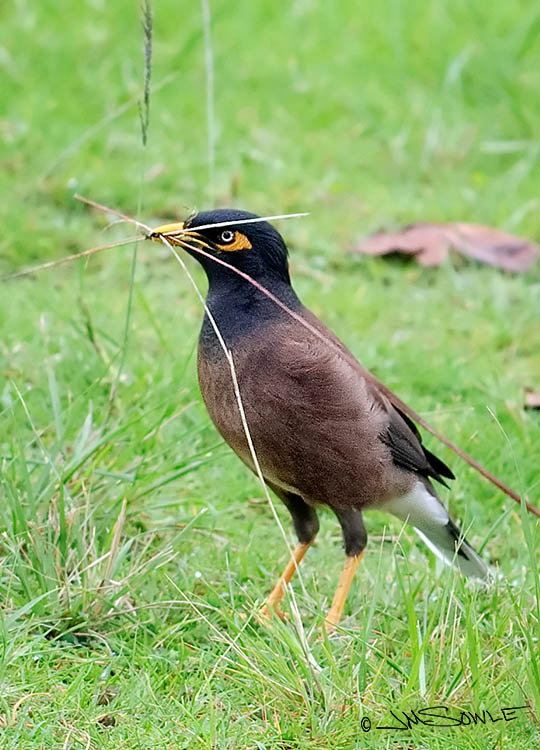 _MIK1318.jpg - A Mynah bird doing a little morning nest building.  This was taken in a little park right next to our hotel in Hilo.