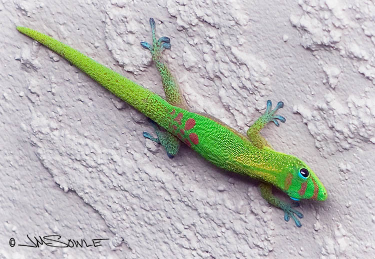 _MIK1447.jpg - One morning we took a little walk around the resort before going out to breakfast, and we spotted this ultimate rock climber.  This is a Gold dust day gecko (AKA a Gold dust gecko).  These are not indigenous to Hawaii, and the existing populations stem from 8 geckos released by a University of Hawaii student in 1974.