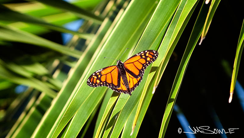 _MIK1489.jpg - Just a Monarch butterfly on a palm frond...