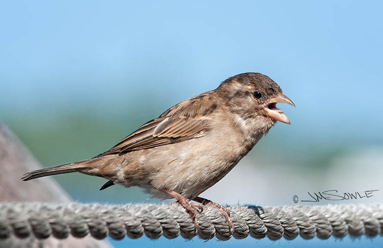 _MIK1502.jpg - As we were sitting down for breakfast, this friendly little House sparrow came by to say hello.  The rope  'railing' separates the restaurant from the ocean.  Out in the water, the dolphins were jumping around the swimmers that were training for the Ironman triathalon.  The Kona coffee was as wonderful as the view!