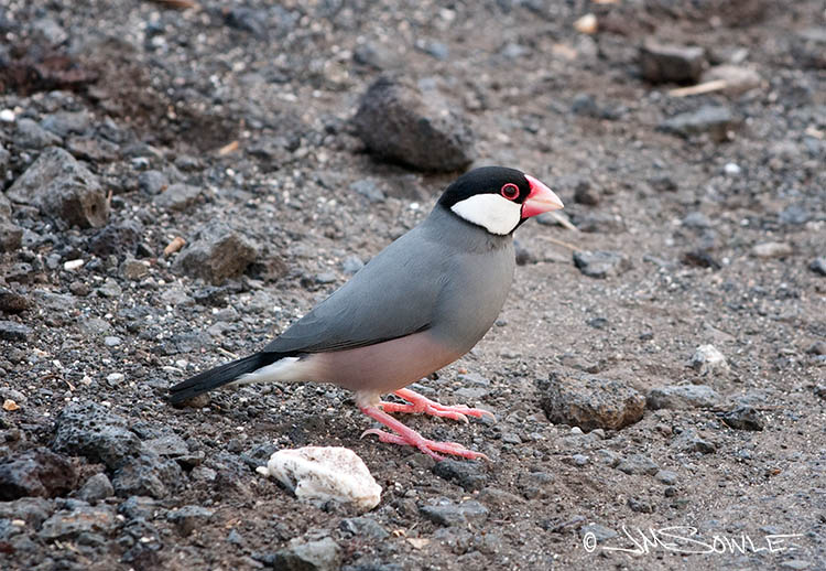 _MIK1517.jpg - We saw Java Sparrows all over the place, but they are pretty timid.  We had a hard time getting a good shot of one.  This shot was taken in some volcanic dirt by the side of the road.  This type of bird is also called a Java Finch, or a Java Rice Bird.  It's considered a serious agricultural pest where rice is grown.