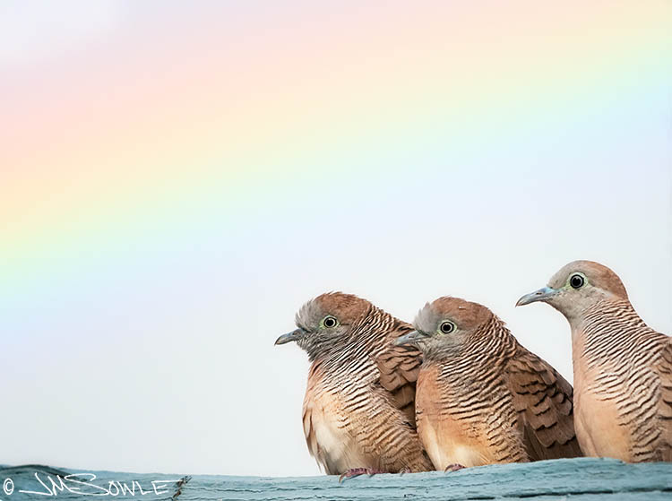 _MIK1530.jpg - We were on our way out to shoot sunset during our last night when we spotted these 3 Zebra doves perched on the courtyard arbor.  I doubt they noticed the beautiful rainbow over their heads, but we couldn't miss it!  The Zebra dove is also known as the Barred ground dove, and was introduced to Hawaii in 1922.  We witnessed the male courtship display on several occasions.