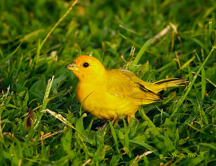 _MIK1574.jpg - These little Saffron finches were running around on the hotel lawn as we were setting up for sunset shots.  These birds are so bright that I actually had to tone-down the saturation a little.  I guess the sunset light really kicked off the yellow of the bird...