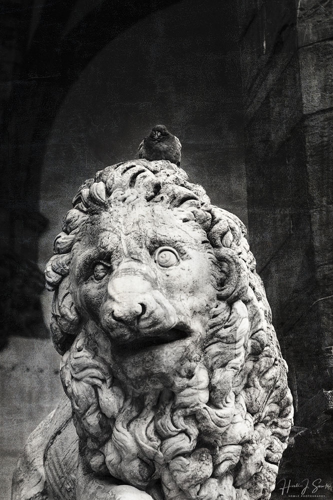 2017_09_09_Italy-10145_DxO_Edit1000.jpg - One of the Medici lions - Fancelli's lion at the Loggia dei Lanzi.  This lion sculpture origiates from a 2nd centry marble relief that was carved out by Giovanni di Scherano Fancelli and was one of the two lions to decorate the staircase of the Villa Medici owned by Ferdinando I de'Medici, the Grand Duke of Tuscany in the late 16th century.