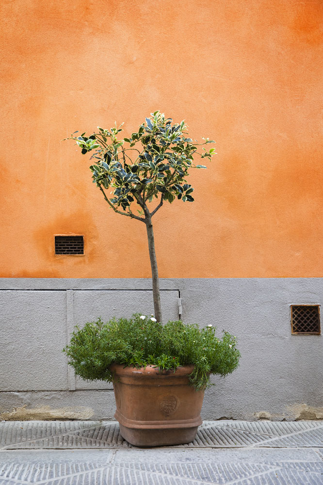 2017_09_12_Italy-10773-Edit1000.jpg - A small potted tree along the main street in San Quirico d'Orcia.