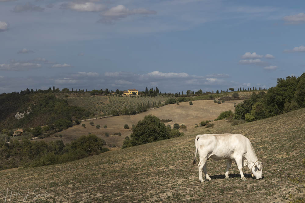 2017_09_13_Italy-10408-Edit1000.jpg - We came across these Chianina cows on the slopes of the hills outside of Monticchiello, we could hear the gentle sound of their bells as they grazed along the hillside.  The Chianina are one of the oldest cattle breeds in the world and are mostly raised for beef.  The bistecca alla fiorentina is produced from its meat.  They were originally bred for draft work in the fields and are still used in processions such as the Coreo Storico in Siena.