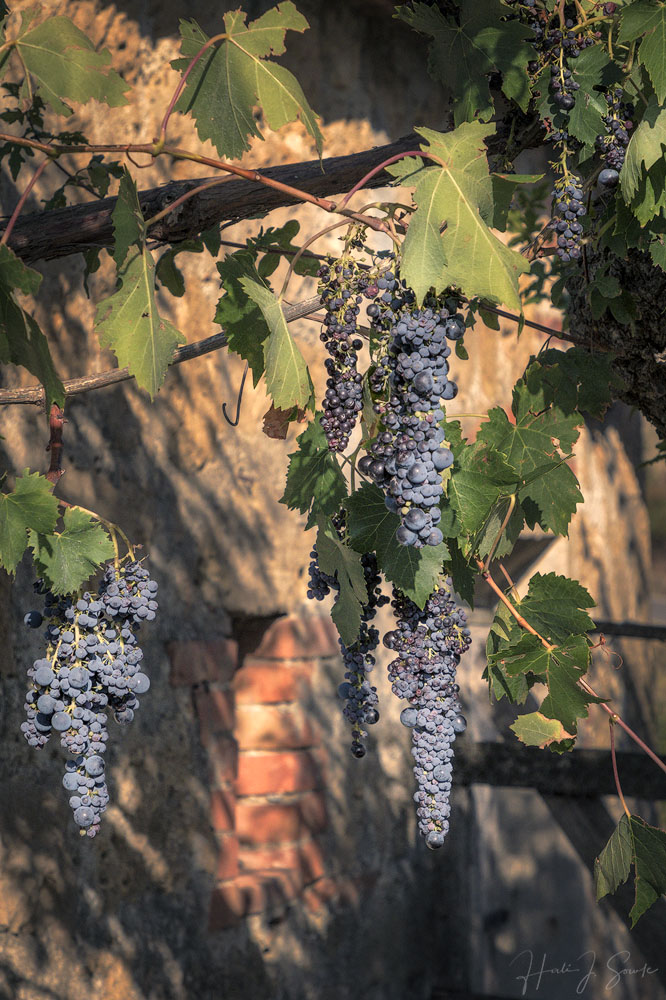 2017_09_13_Italy-10598-Edit1000.jpg - The same building I took the infrared image of, a closeup of the grapes.