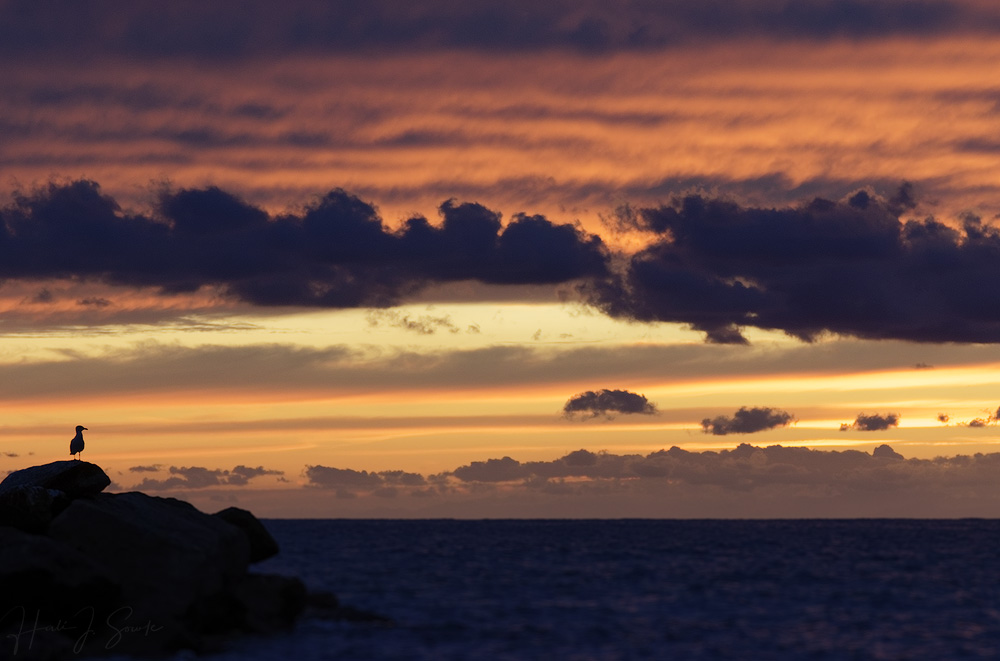 2017_09_16_Italy-10729_DxO_Edit1000.jpg - Seagull on the edge of the breakwater at sunset, Riomaggiore.