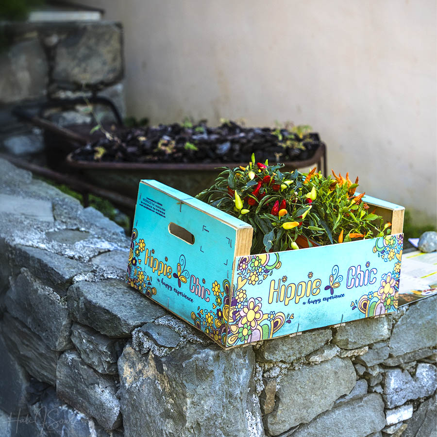 2017_09_20_Italy-10278-Edit1000.jpg - Corniglia is the only village of the Cinque Terre that is not right on the Mediterranean Sea.  It is a long walk up from the train station to get into the town proper then a long walk down the other side to get to the dock.  There were lots of fun things to see on the way up and down to the dock, this was just one.