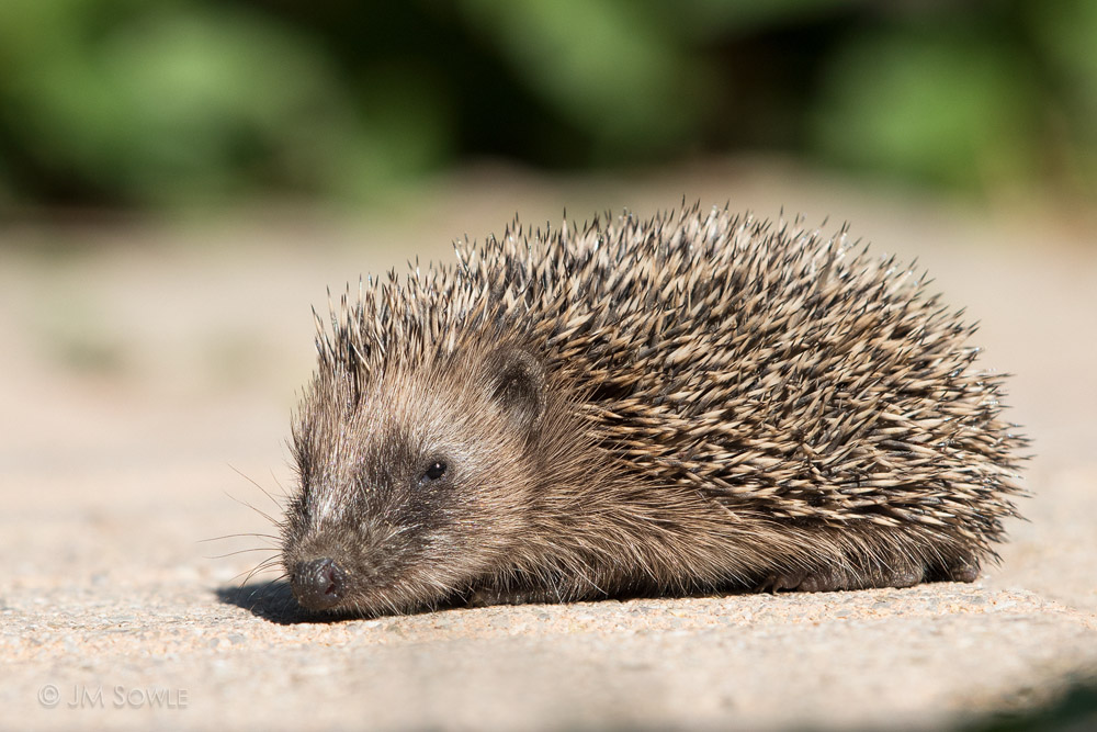 _JMS0606.jpg - Of all the things I thought we might see this vacation, a hedgehog in the wild was not one of them.  This slow moving handful was rambling around the pavers at the place we rented in Asciano.
