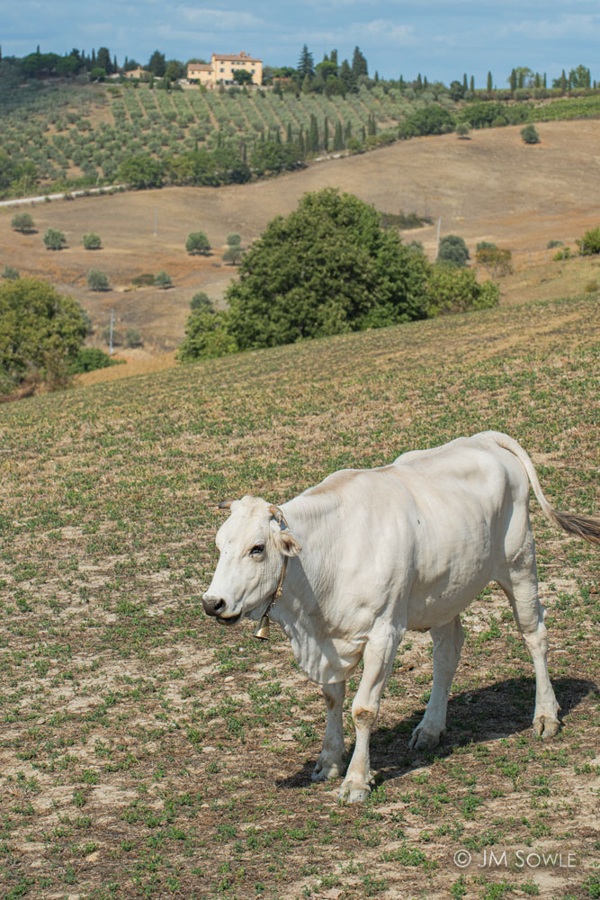 _JMS0797.jpg - So that's where vanilla milk comes from!  Montepulciano.