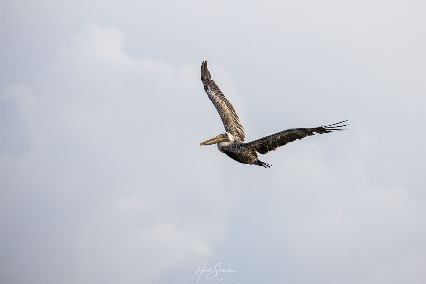 2019_09_Sandals-SouthCoast-10223-Edit1000.jpg - As always the Pelicans would fish in the waters off the beach, especially in the area near the over-the-water butler suites.  We spent a little time one afternoon practicing our bird-in-flight photography.