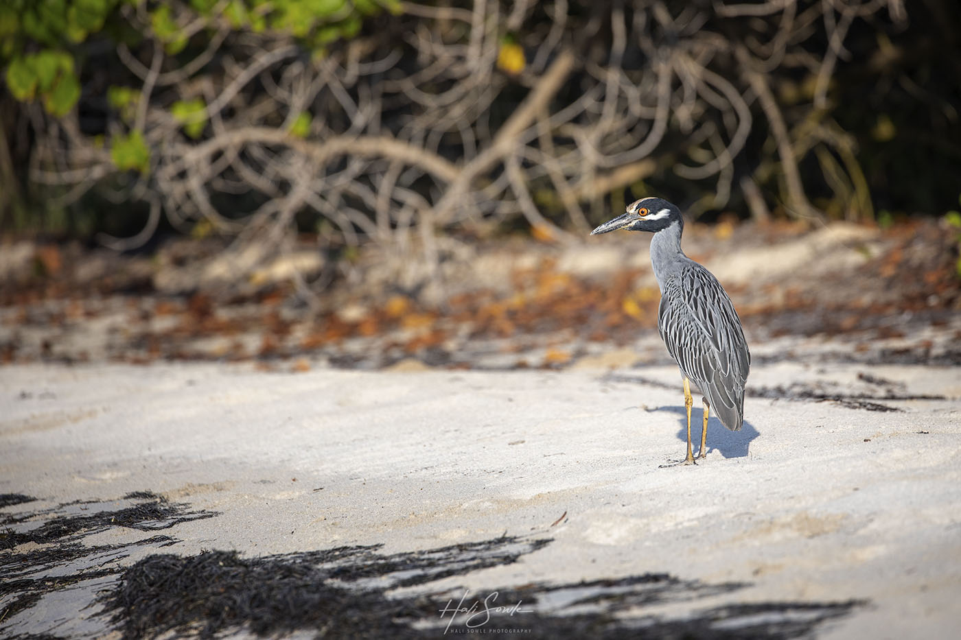 2019_09_Sandals-SouthCoast-10541-Edit1000.jpg - Every day we took multiple walks up the undeveloped area of the beach to a fallen mangrove and back.  One day we encountered this male Yellow crowned night heron, as well as a female (not shown).  The male heron was very obliging and allowed us to slowly get quite close.