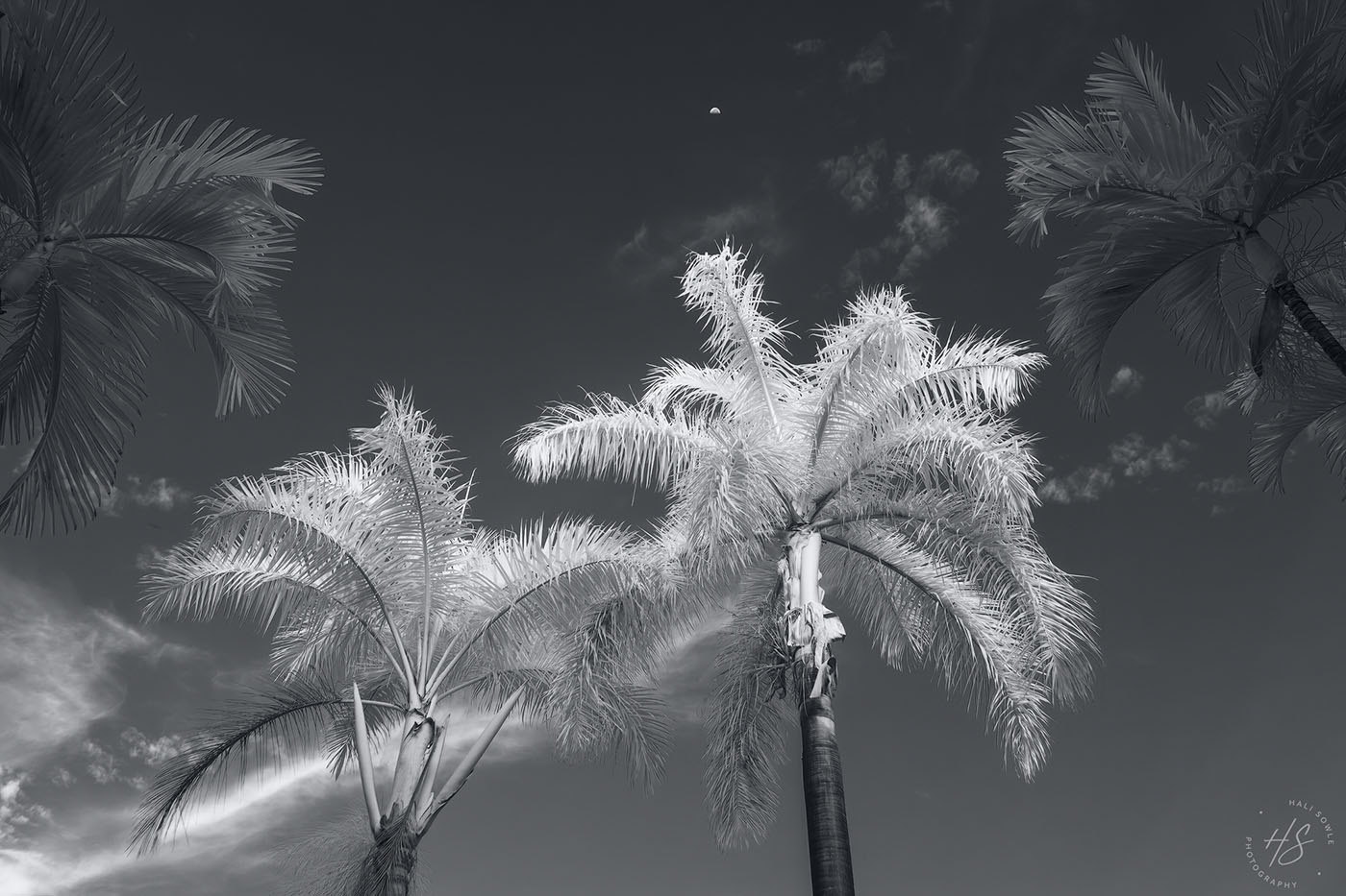2019_09_Sandals-SouthCoast-10894-Edit1000.jpg - Palm trees and moon, infrared.