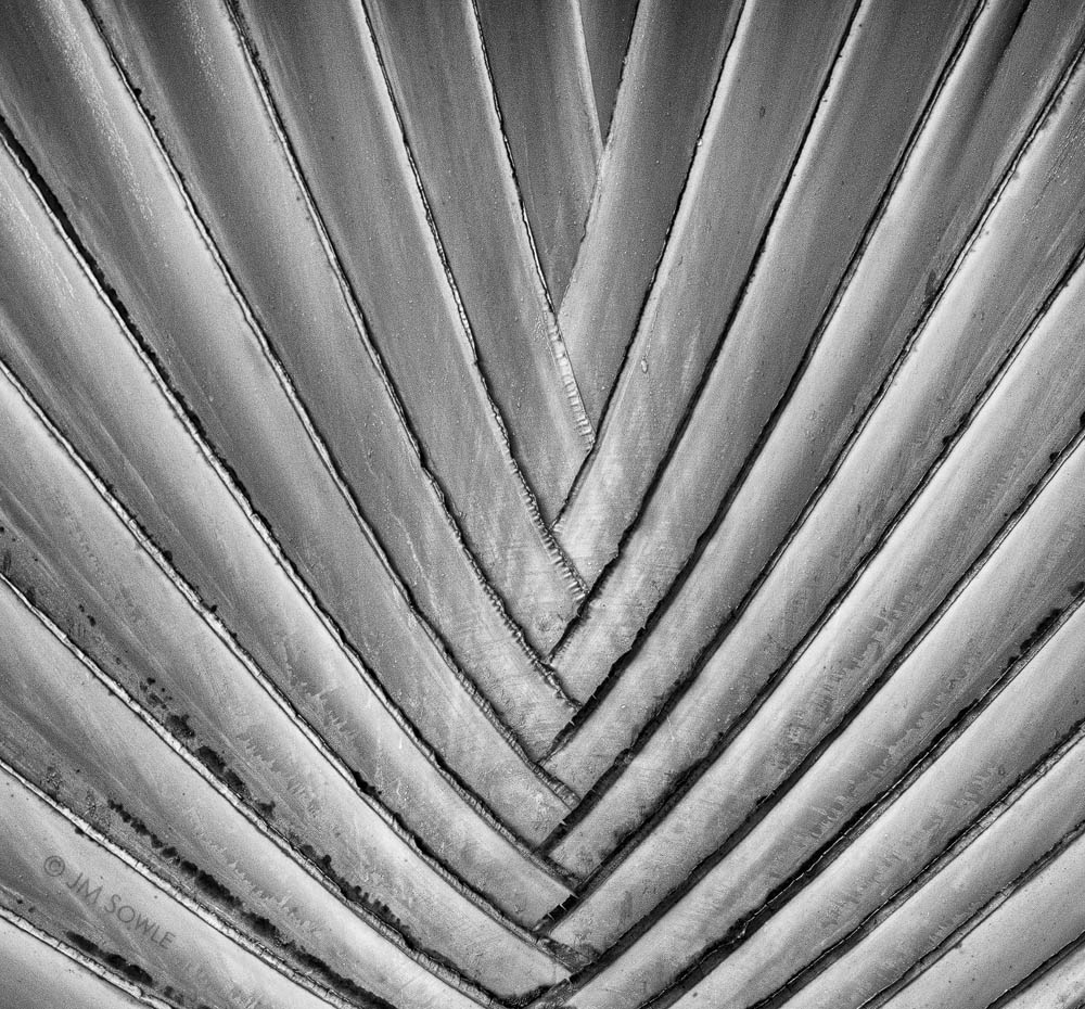 _MS024_1000.jpg - Just a phone image of a palm frond.  It's been done a million times.  A million and one, now!