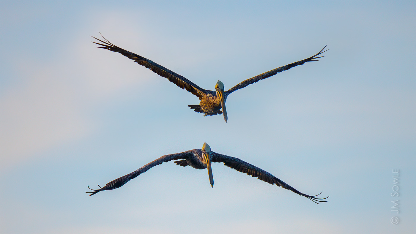 _MS142_1400.jpg - Pelicans in flight over the water, just after sunrise.