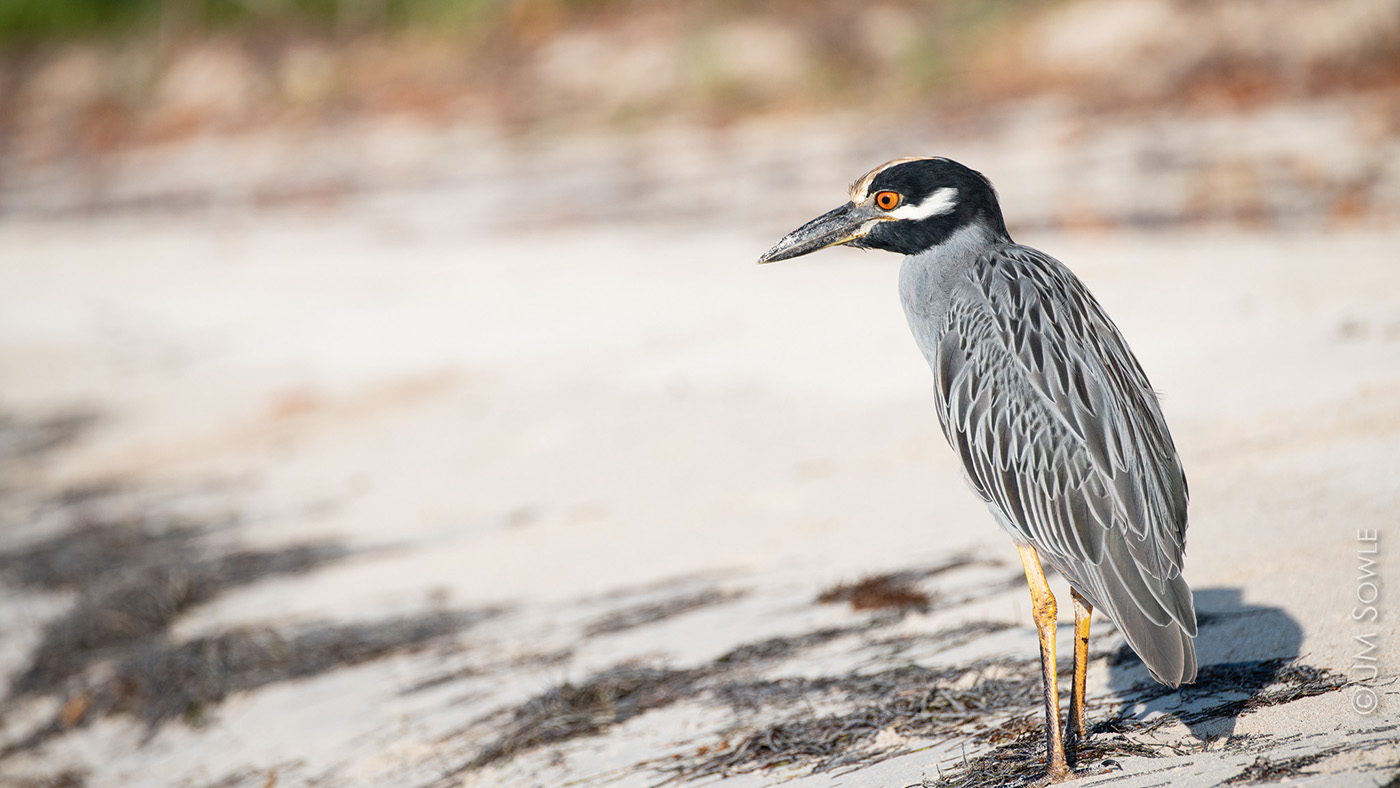 _MS367_1400.jpg - This Yellow-crowned Night-Heron was busy hunting ghost crabs along the shoreline just after sunrise, and allowed us to get pretty close.  The heavy-duty bill is an adaptation for feeding on hard-shelled crustaceans.