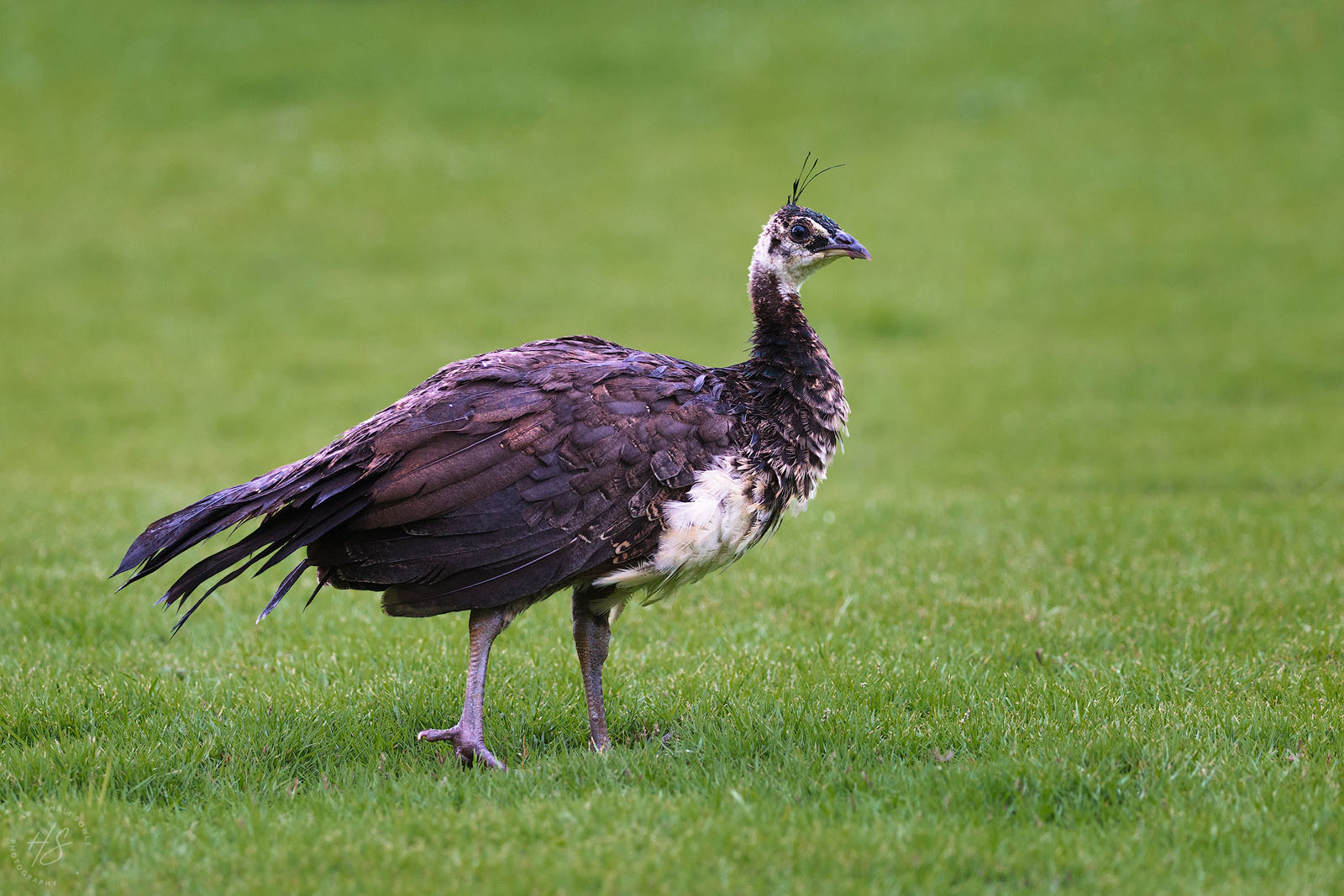 2021_09_SandalsSouthCoast-10007-Edit1600.jpg - Young Peacock.  With all the physical changes to the resort, it was nice to see the peacocks were still there.  This was a relatively young one out looking for insects in the grass.