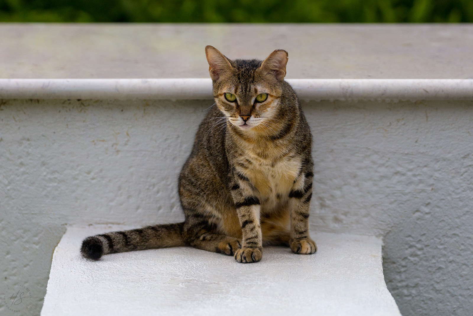 2021_09_SandalsSouthCoast-10029-Edit1600.jpg - Resort cat looking for a handout.