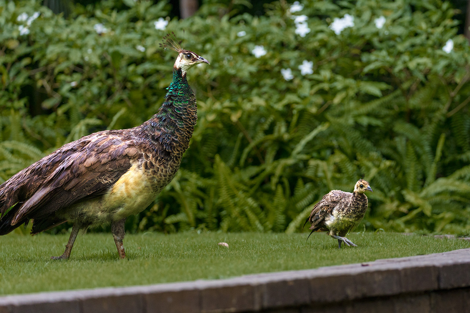 2021_09_SandalsSouthCoast-10034-Edit1600.jpg - Momma peacock and her peachick.