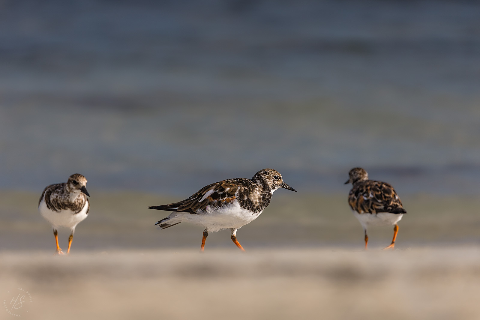 2021_09_SandalsSouthCoast-10521-Edit1600.jpg - Some Ruddy Turnstones on the beach.