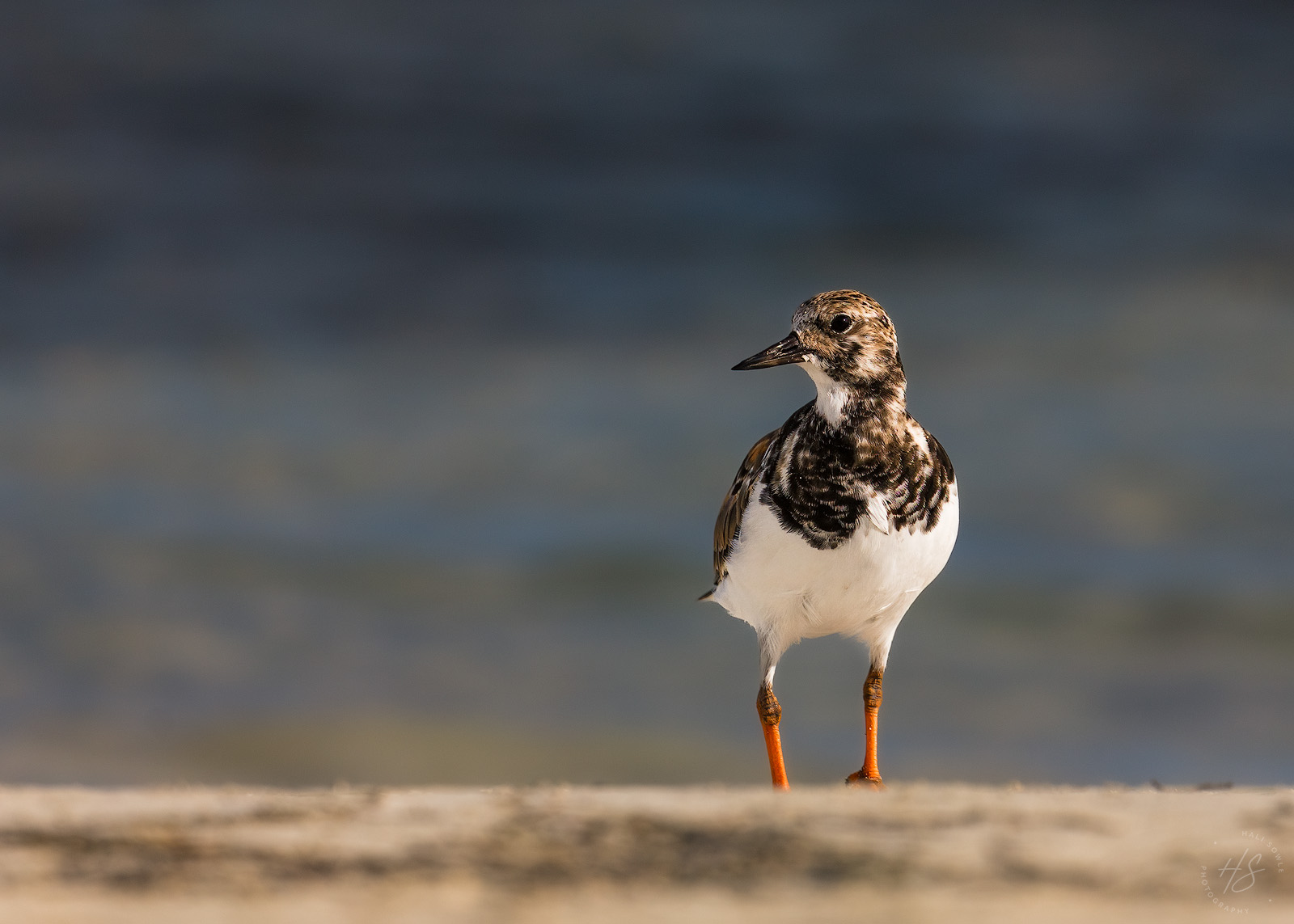 2021_09_SandalsSouthCoast-10605-Edit1600.jpg - A fine speciman of a Ruddy Turnstone.  They didn't stay still very often so I was lucky to catch this one on a 20 second pause.